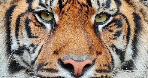 A close-up of a tiger's face