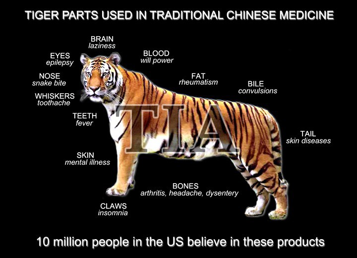 A tiger with the uses of parts of its body labelled