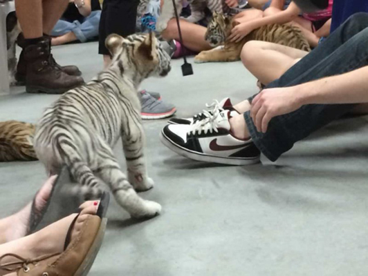 Three young tigers in the middle of a circle of sitting people