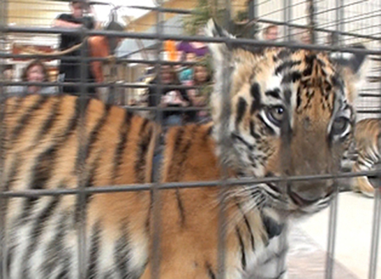 Tigers in a cage at a mall