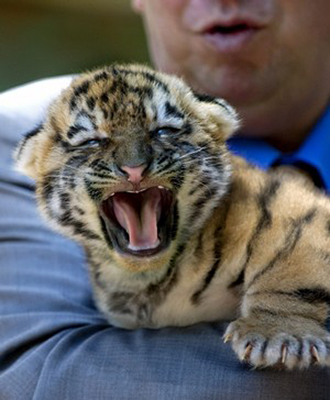 A tiger cub with his mouth wide open, being held by a person
