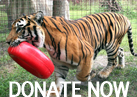 A tiger carrying a red toy. Overlaid with the words "donate now"