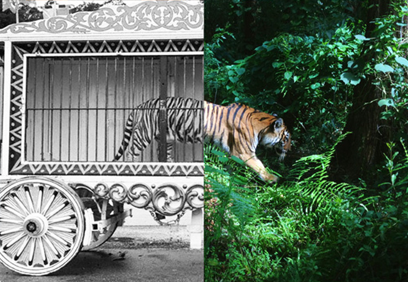 A tiger stepping out of a circus wagon into a forest