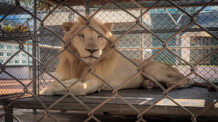 A lion behind a chain link fence