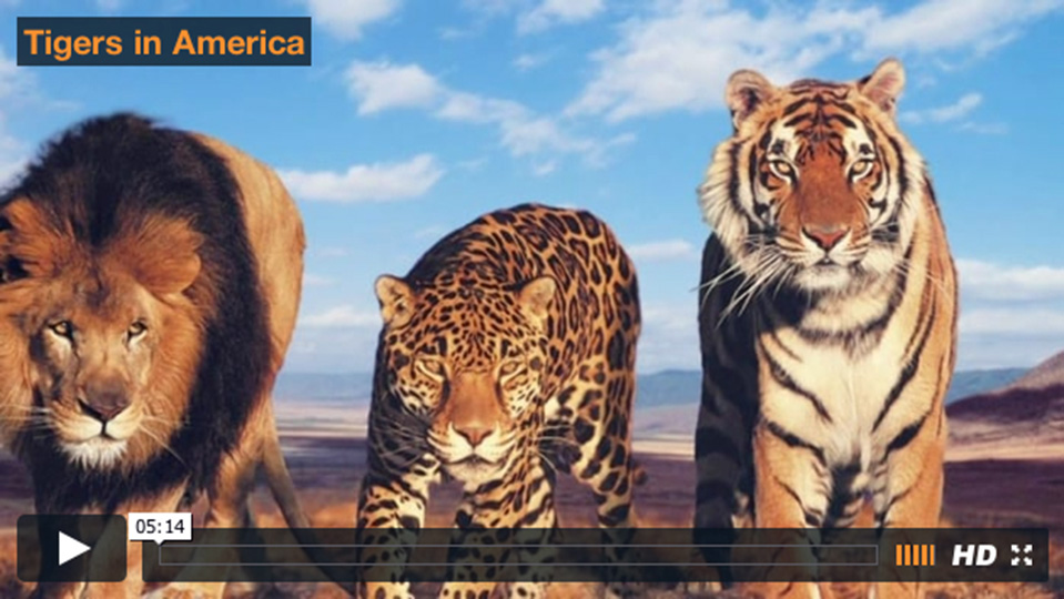 Video thumbnail with 3 big cats side by side