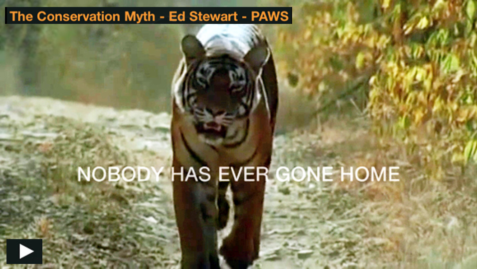 Video thumbnail with a tiger walking in a forest