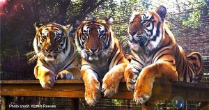 Three tigers sitting side by side