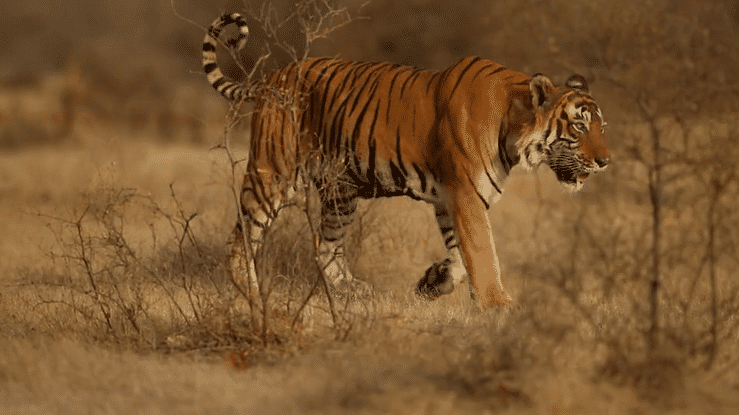 A tiger walking through dry grass