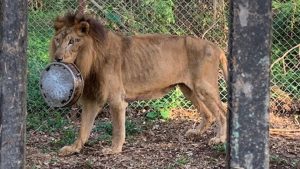A lion with ribs visible, holding a food dish in his mouth