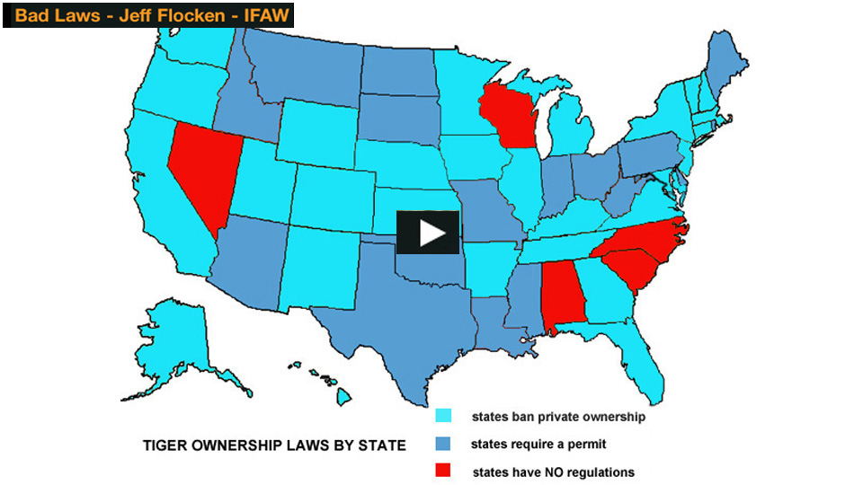 Video thumbnail with a map of U.S. states color coded by tiger ownership laws