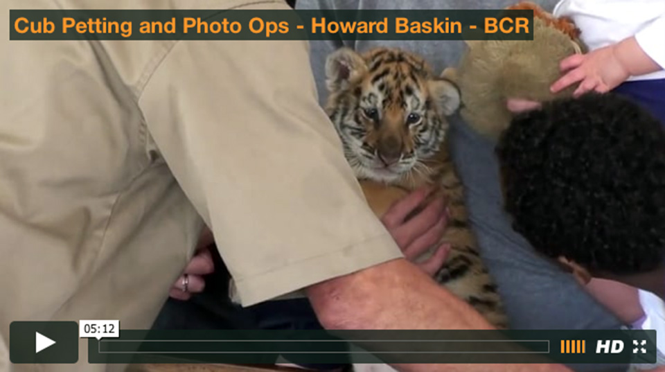 Video thumbnail with tiger cub being held by people