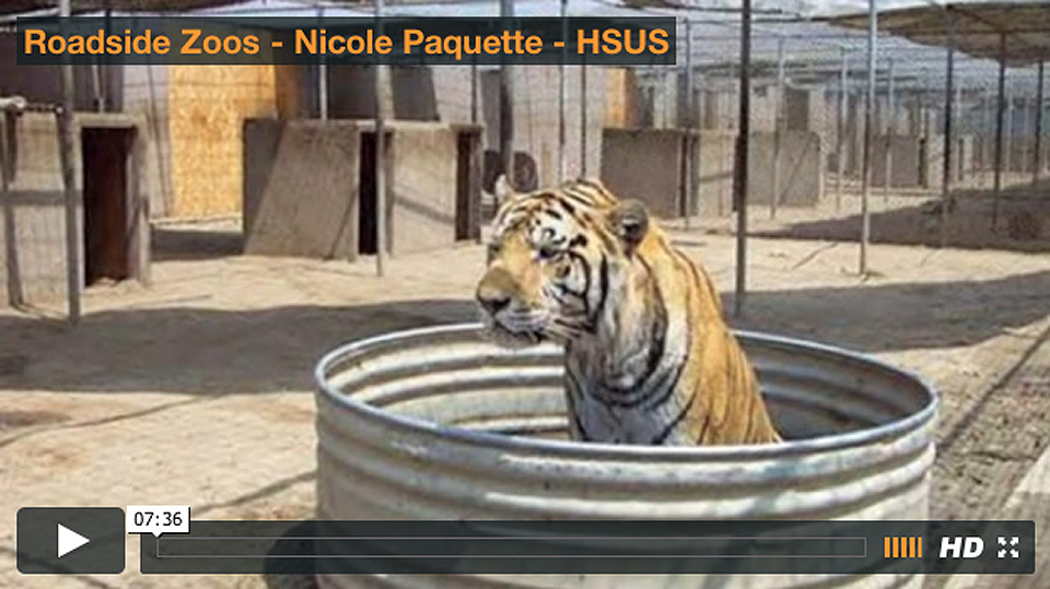 Video thumbnail with a tiger sitting in a metal tub in a barren enclosure