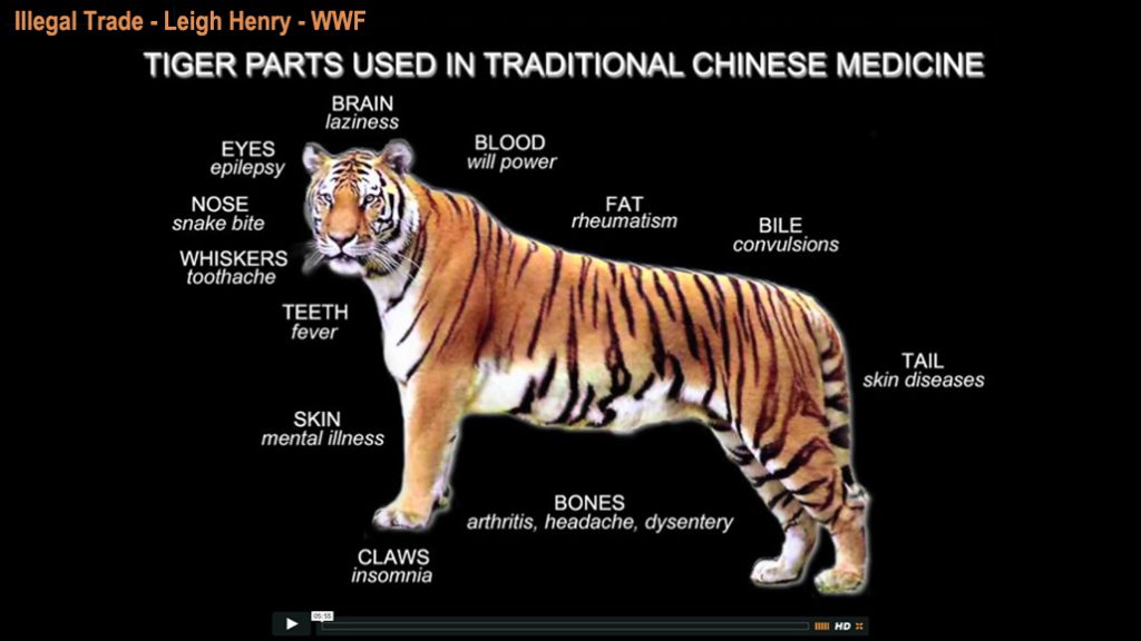 Video thumbnail with a list of tiger body parts used in Chinese medicine