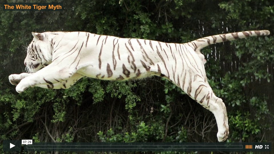 Video thumbnail with a leaping white tiger