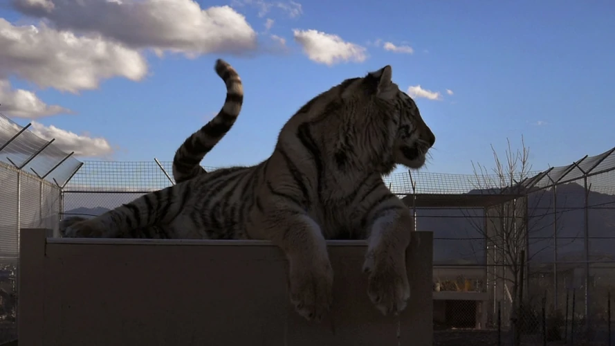 A tiger in shadow, with fences all around