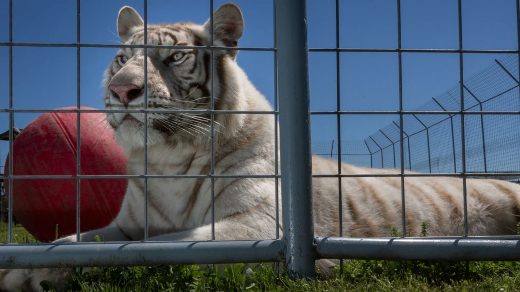 A white tiger lying down beside a red ball