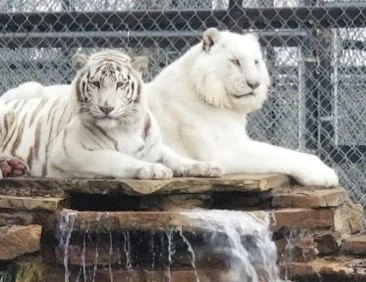 Two White Tigers from Laredo