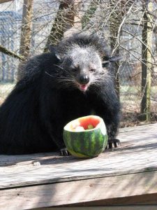 Bearcat Gets a Special Melon