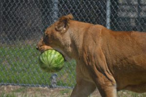 Nyla Shows This Watermelon Who’s Boss