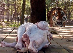 A tiger in the background looks at a whole turkey in the foreground
