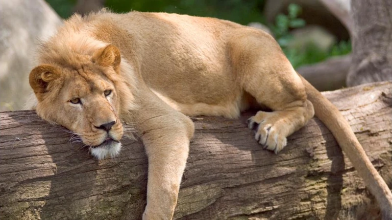Summertime and the Livin Is Easy…At Least for One Lion