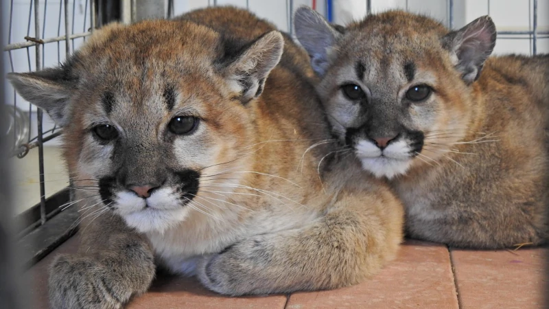 Two Cougar Cubs Find a New Home