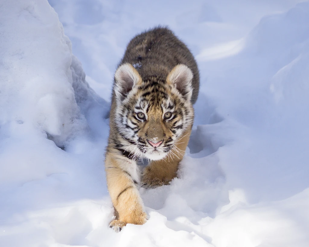 Tiger Cub’s First Walk in the Snow