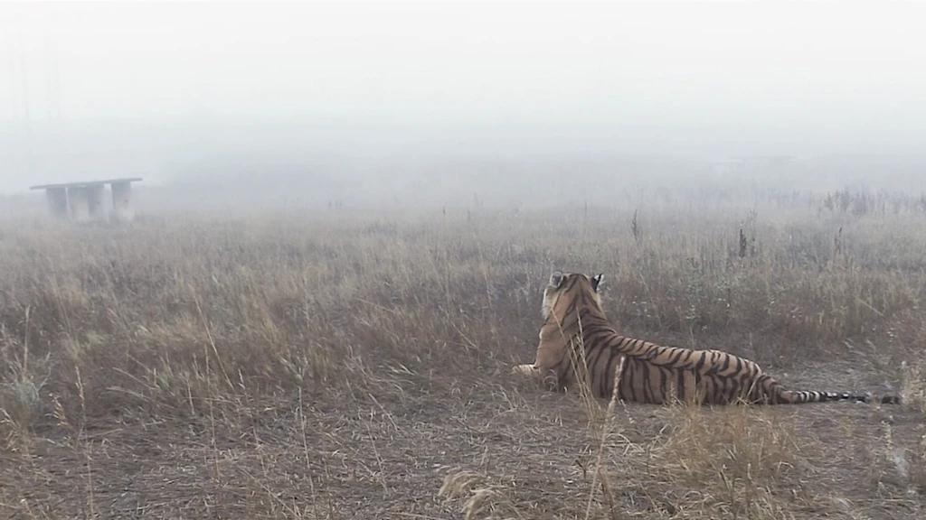 Tigers in the Mist