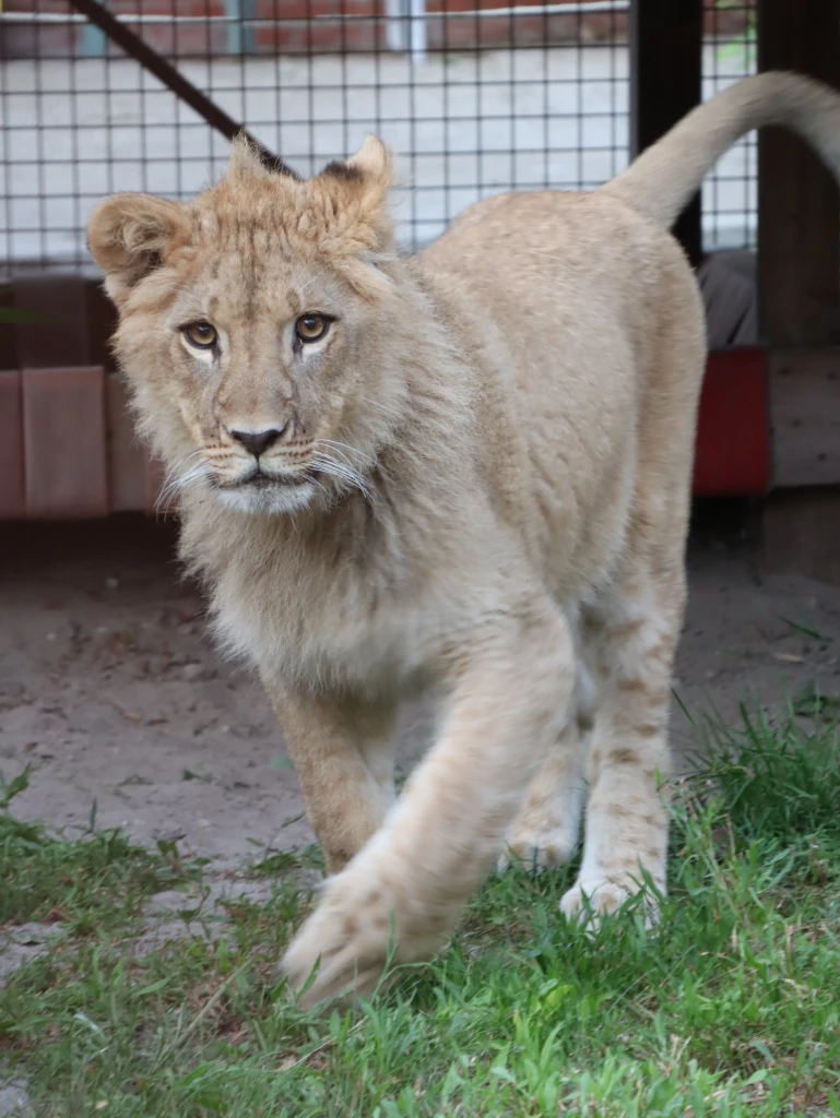 Nikola the Lion Rescued from Montenegro