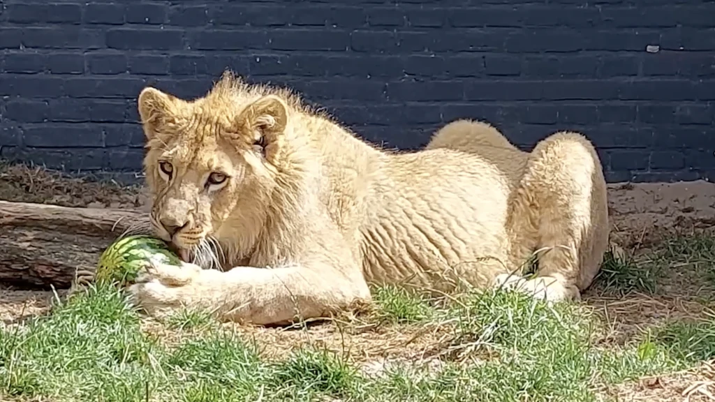 A Lion Cub’s Journey Across Europe to a Better Life