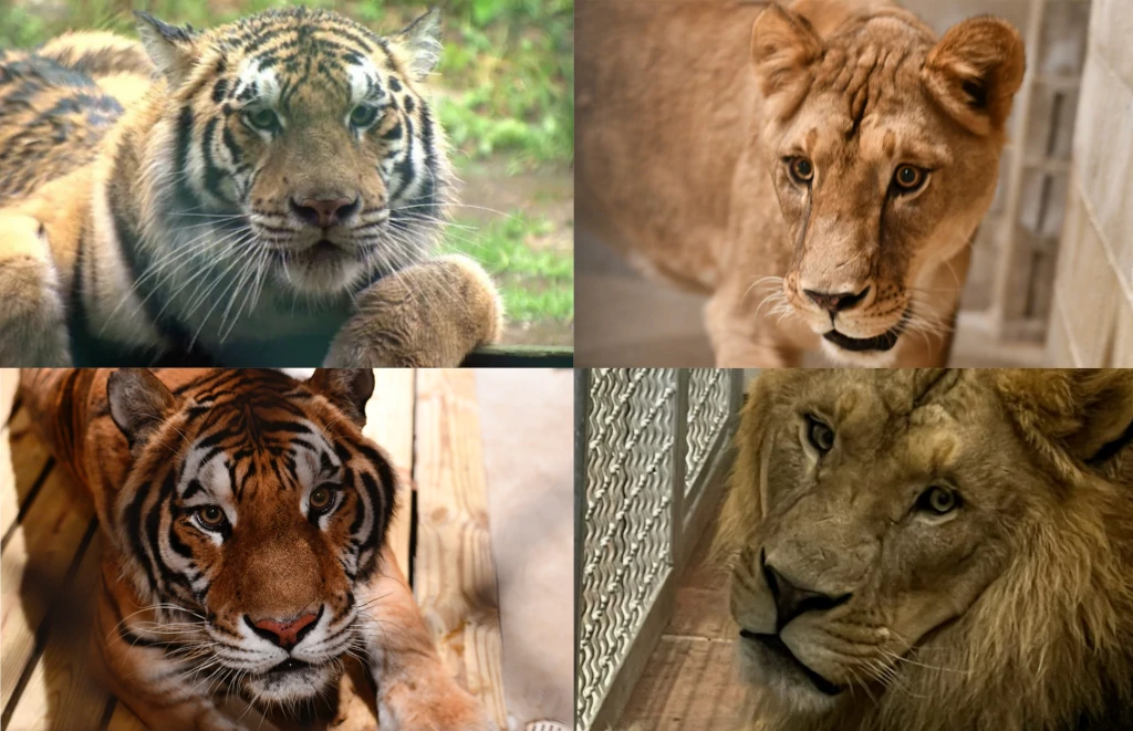 AHS Popcorn Park Welcomes Two Tigers & Two Lions from Zoo in Canada