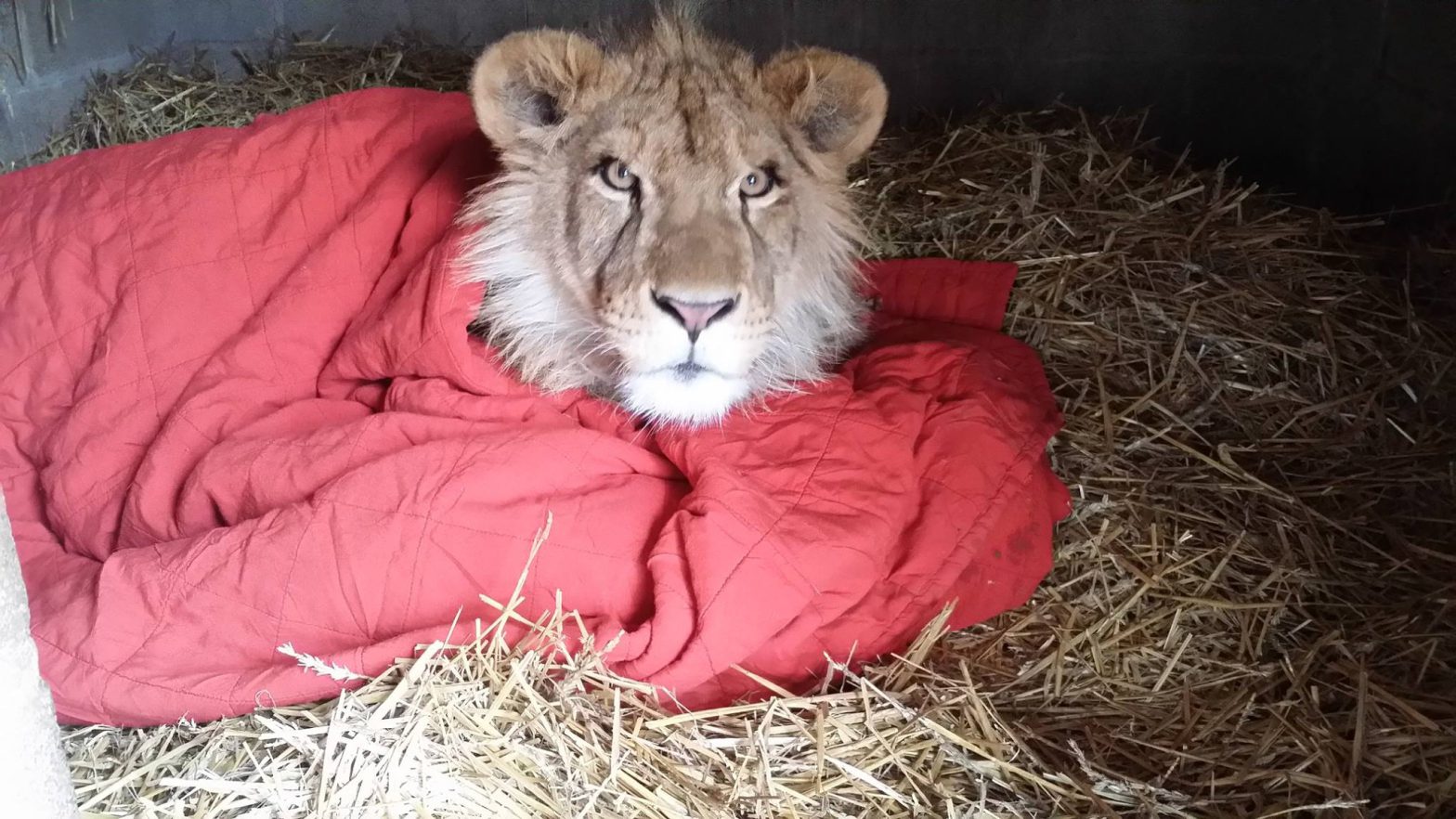 Young lion wrapped in a blanket