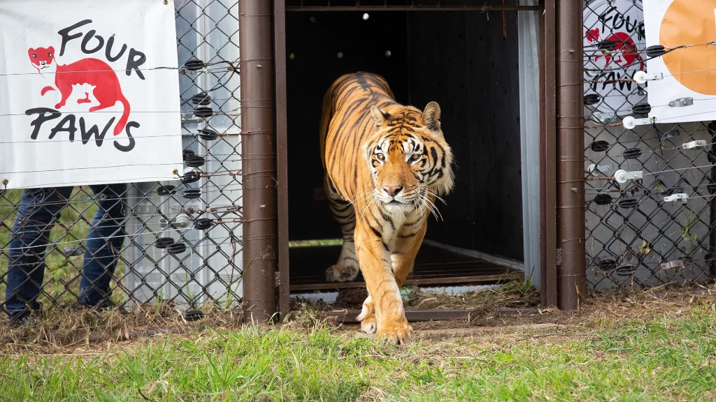 ‘Train Tigers’ Feel Grass Under Their Paws for the First Time