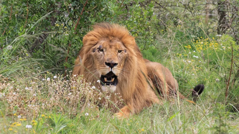 A lion named Mir lying in long grass