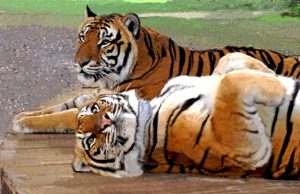 Two tigers lying side by side on a wood platform, one is lying on back with paws up