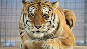 Safe Haven Welcomes New Arrival 9-Year Old Male Tiger Tomo