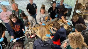 Dental Care For 17 Big Cats