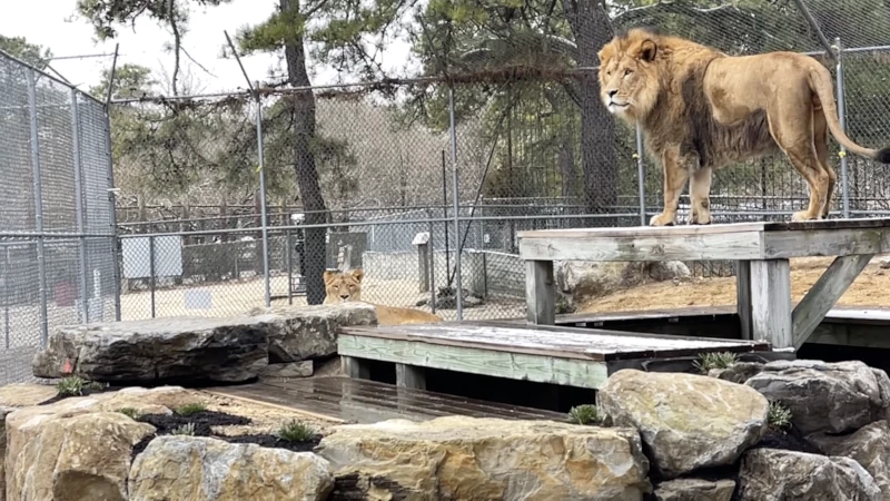 Lion Sanctuary Renovation