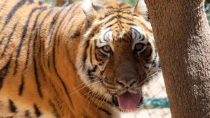 Two Rescued Bengal Tigers Arrive Safely in Jordan