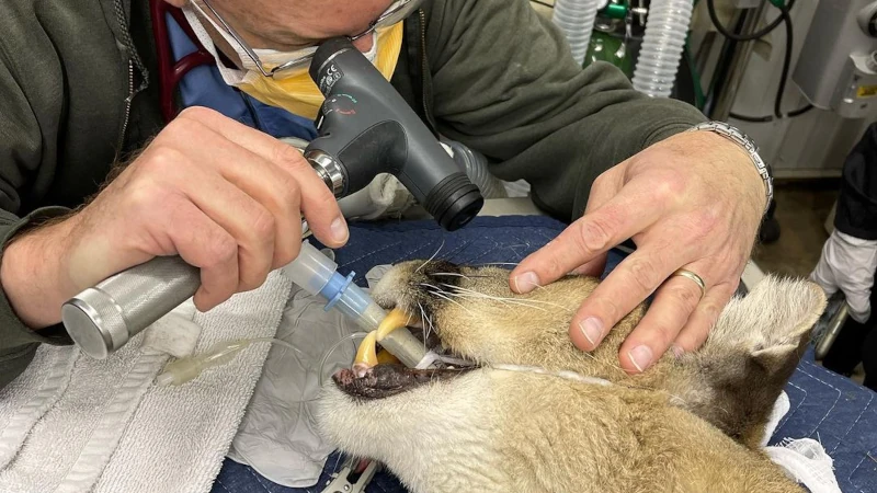 A veterinarian examines the eyes of a sedated big cat