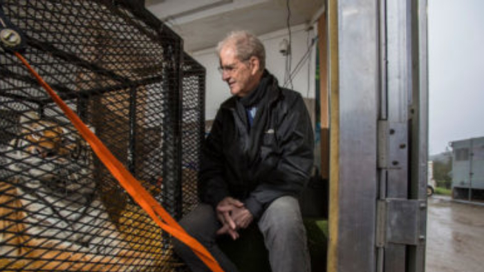 A tiger in a transport cage. Tigers in America cofounder Bill Nimmo sits next to the cage.