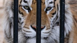 Tiger face behind bars