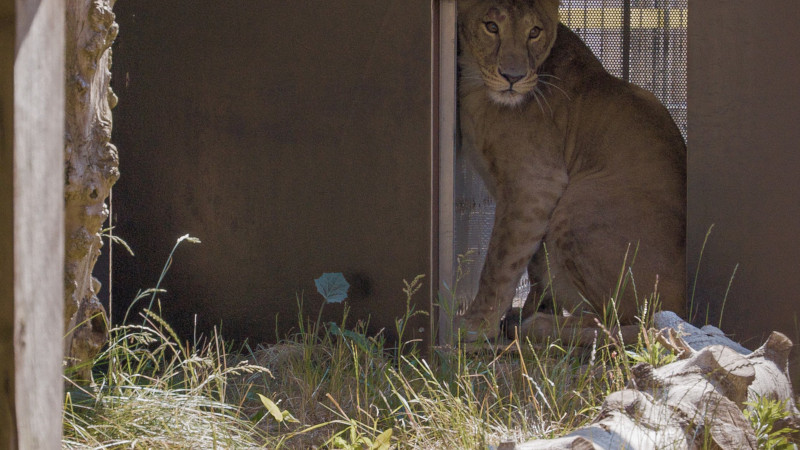 A lioness looks from a doorway into an enclosure with grass and logs
