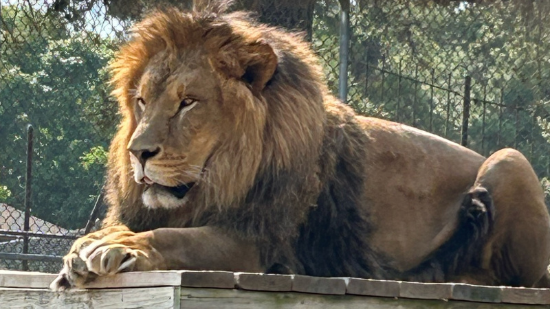 Lion Aslan resting on wood platform