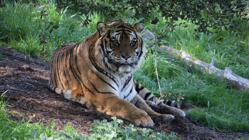 Tiger Bigelow at PAWS sanctuary