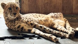 Safe Haven Welcomes Injured Cheetah