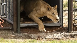 Lions Rescued from Sudan