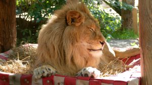 Simba the Romanian Lion Recovered